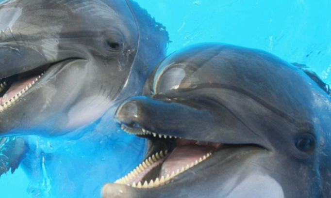 P&eacute;tition tr&egrave;s urgente pour continuer nos spectacles d orques et de dauphins et autres c&eacute;tac&eacute;s au marineland d entibes car plan&egrave;te sauvage onts le droits aux spectacles d orques et de dauphins et autres c&eacute;tac&eacute;s
