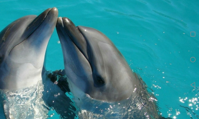 P&eacute;tition pour continuer nos spectacles d orques et de dauphins otaries au marineland d entibes non &agrave; la fermeture