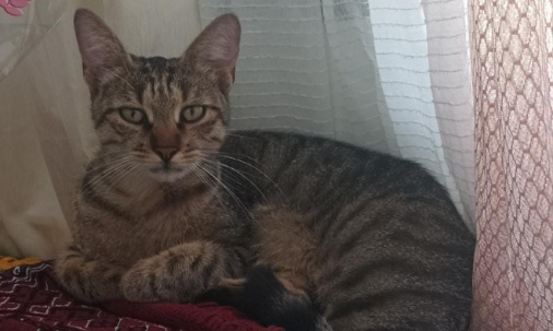 Au nom de Mimi et des chats défunts : installez des panneaux et des ralentisseurs dans l'avenue de Normandie !