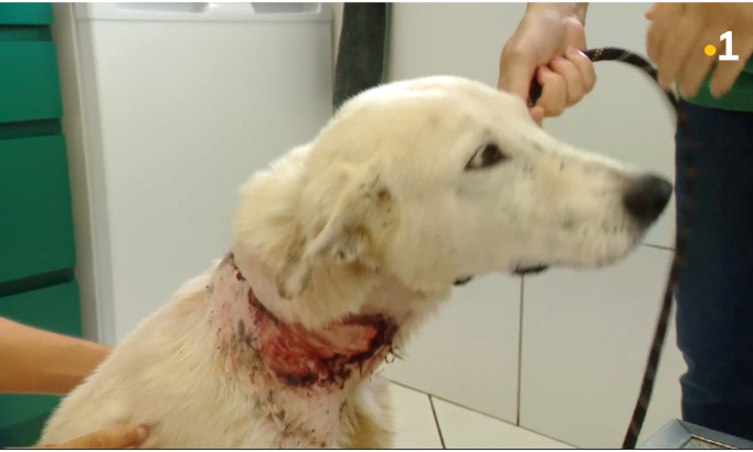 Justice pour Gibson qui a vécu l'enfer attaché à une chaîne !