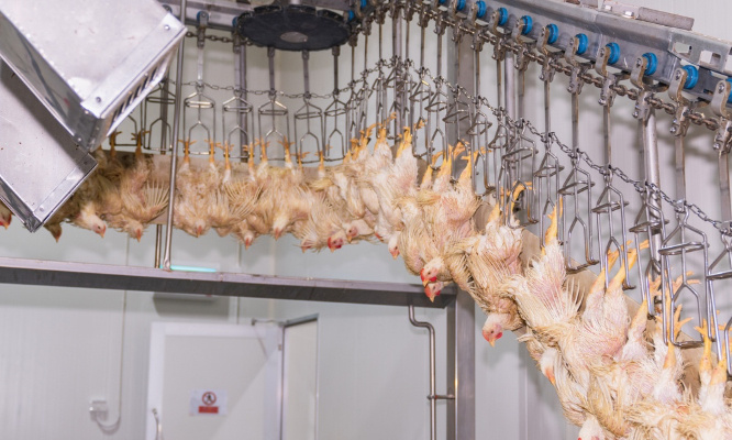 Stop à la torture des animaux dans les abattoirs !