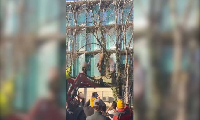 Justice pour le sanglier pendu et éventré par des agriculteurs !