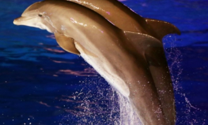 P&eacute;tition pour recommencer nos spectacles nocturnes dauphins et orques au marineland d entibes