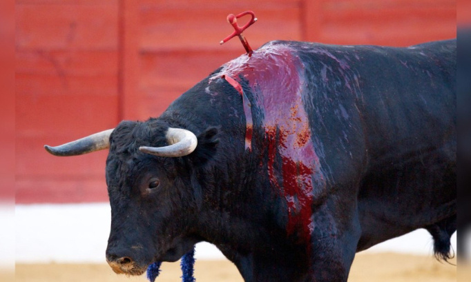 La corrida de nouveau autorisée dans la plus grande arène du monde : empêchons cela et vite !