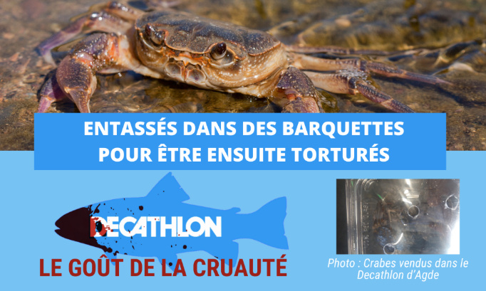 Decathlon Agde, arrêtez de vendre des crabes vivants !