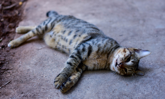 Une vraie justice pour les 10 chats drogués et jetés sur la route par leurs propriétaires !