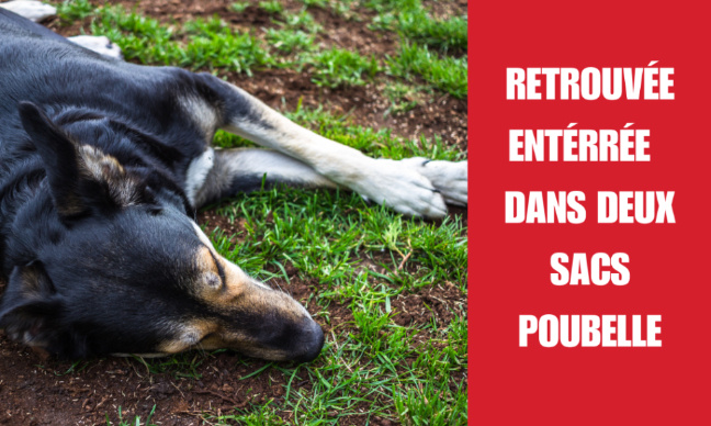 Justice pour Calipso, retrouvée enterrée dans deux sacs poubelle