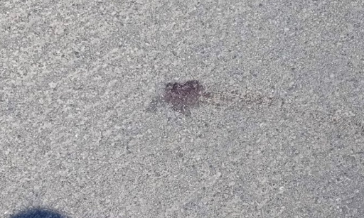 Pour l'installation des panneaux contre la tuerie routière des chats à Dunkerque !