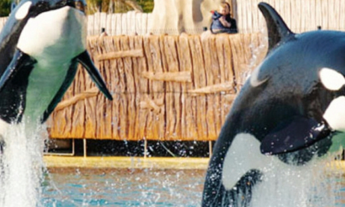 P&eacute;tition urgente non au transfert de nos orques dans un santuaire au Canada ni au Japon et que le spectacle des orques reprennent au plus vite au marineland d entibes