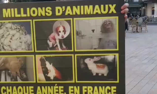 Pour l'interdiction de l'expérimentation de chien à Gannat.
