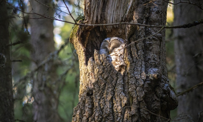 Pour la préservation des arbres !