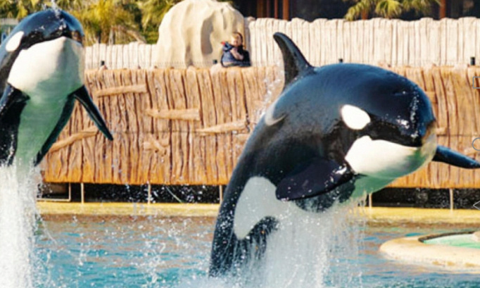 Interdisons au plus vite ce transfert des orques au Japon !