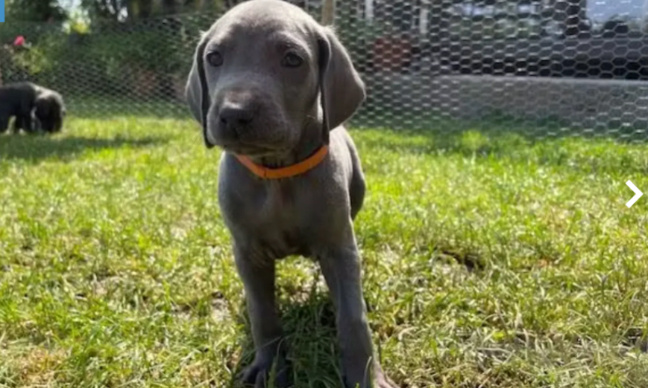 Justice pour Blu, le chiot abattu par un chasseur !