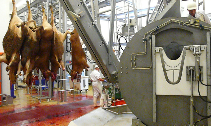 Pour l'interdiction immédiate des abattages et de la souffrance animale !