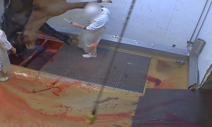 Stop à l’abattage des chevaux !