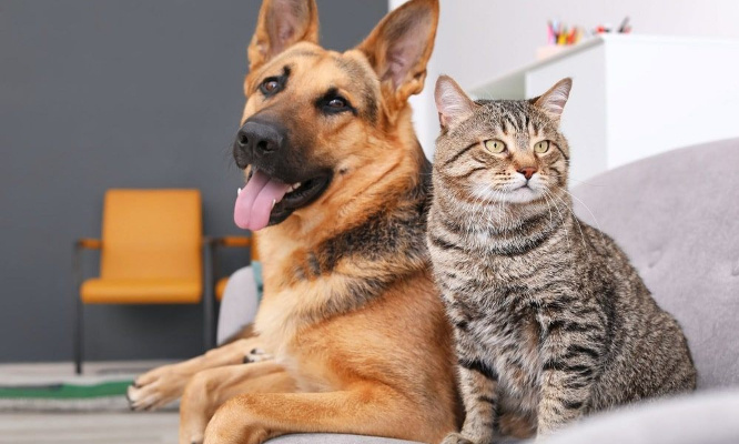 Autorisons les animaux en foyers jeunes travailleurs !