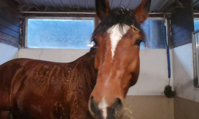 Pour l'interdiction de l'abattage des chevaux !