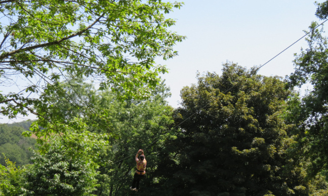 Stop à l'abattage des arbres, soutien aux écureuils de l'A69 !
