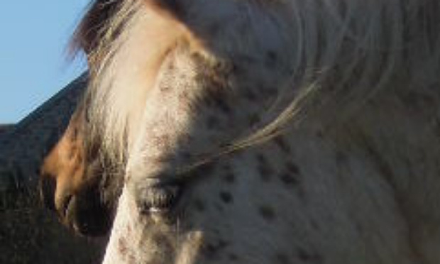 Décès de ma jument : stoppons la pollution à Noues de Sienne !