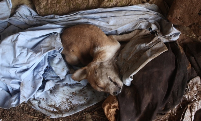Retrouvons l'homme qui a tué son chiot dans un sac poubelle !