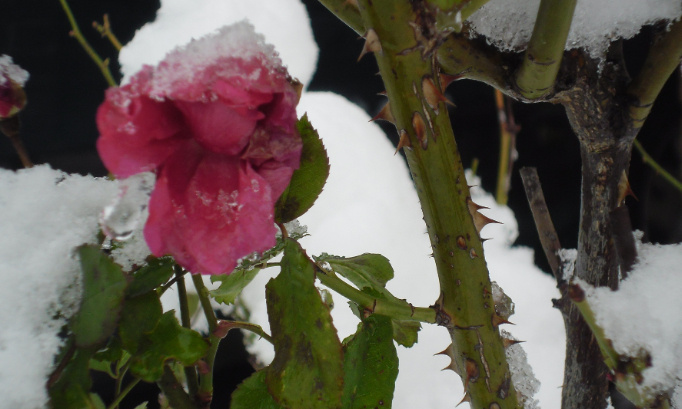 Evangile plutôt qu'I.V.G. institué