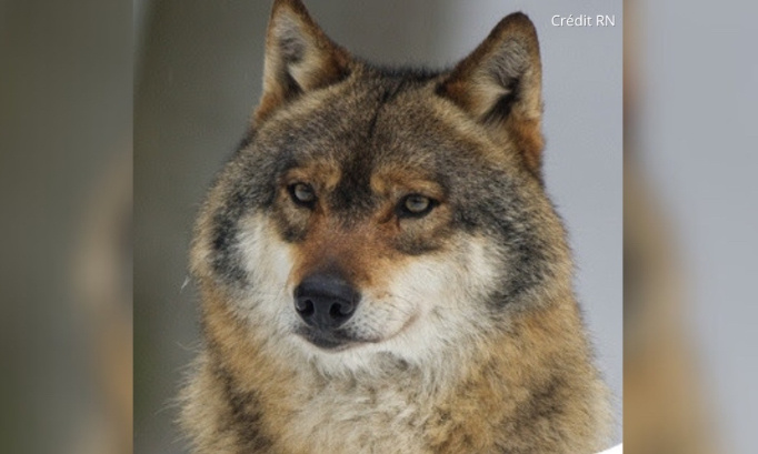 Non aux tirs de loups