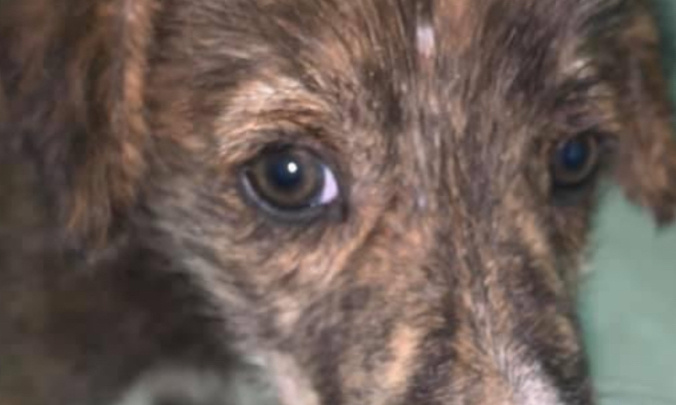 Sauvons les chiens/animaux errants : Stop aux massacres cruels aux Maroc !