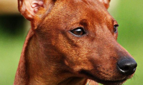 Pour la gratuité des transports pour les chiens et les chats !