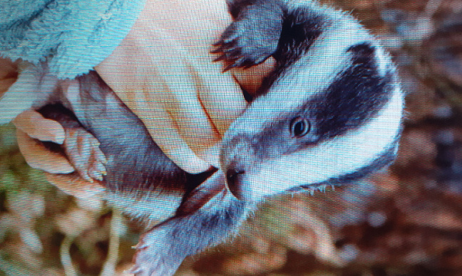 Urgence pour les blaireaux de Saône-et-Loire