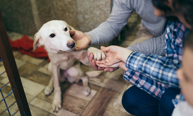 Pour une enquête obligatoire pour détenir un animal !