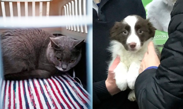 Non au salon du chiot 2024 à Micropolis Besançon !