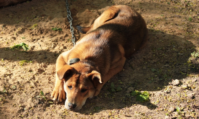 Non à la maltraitance animale ne fermons plus les yeux réagissons mobilisons-nous !!!
