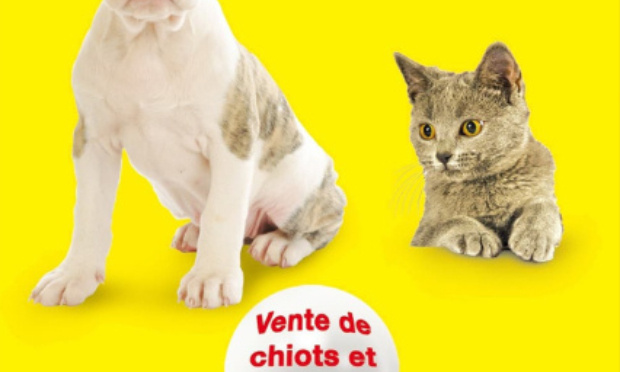 Salon du chiot à Quimper ce week end! Honteux, scandaleux!