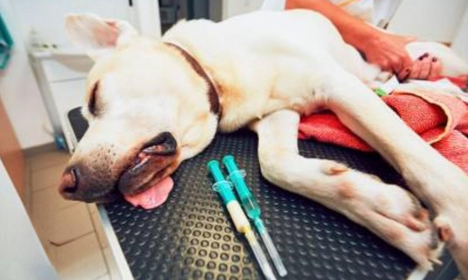 Stop à l'euthanasie de complaisance !