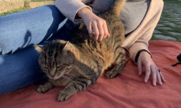 Justice pour mon chat de 12 ans afin que ça n'arrive plus à aucun autre animal !