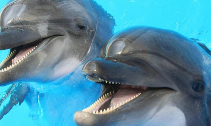 P&eacute;tition tr&egrave;s urgente pour enlever l interdiction en 2026 des delphinaruims nous demandons une otorisation pour la reproduction des orques et dauphins et otaries et autres c&eacute;tac&eacute;s dans nos parcs marineland d entibes plan&egrave;te sauvage et autres paphinaruims