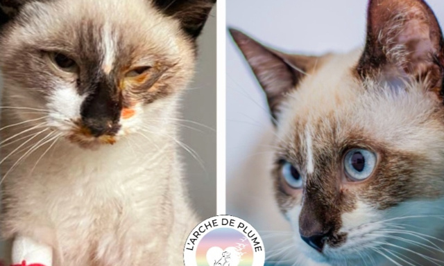 Pour un accès immédiat au traitement de la PIF (Péritonite Infectieuse Féline) en France