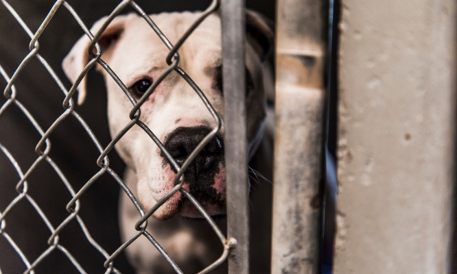 Pour garantir les conditions de vie des animaux du refuge de l’ATPA SPA de Toulouse