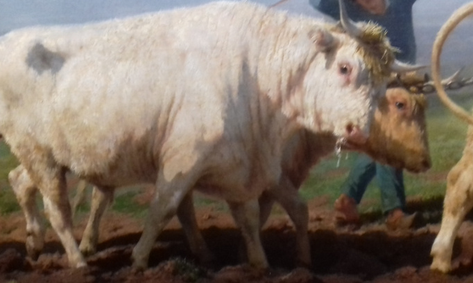 Changeons le regard porté sur le monde des animaux de ferme !