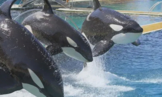 P&eacute;tition pour envisager de reprendre les spectacle avec les orques au marineland d entibes au plus vite possible