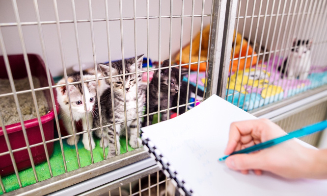 Pour que les personnes interdites de détenir un animal soient fichées dans les SPA, fondations, élevages etc.