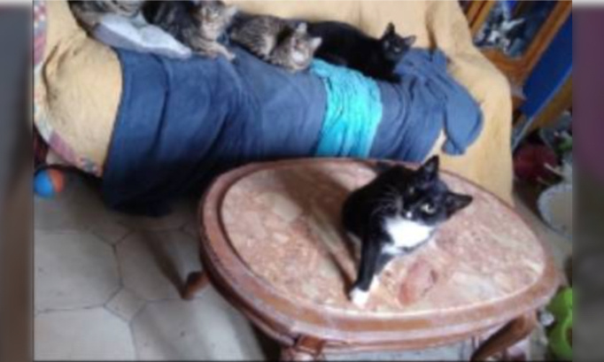 Aidons une famille d'accueil à adopter ses pensionnaires !