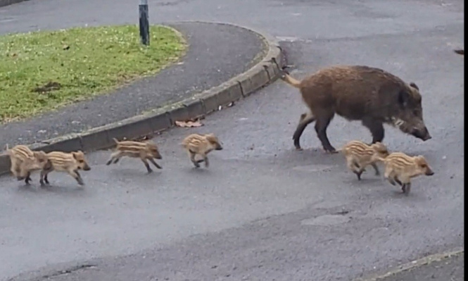 Non à l'abattage des sangliers en bas de nos immeubles sous les yeux de nos enfants