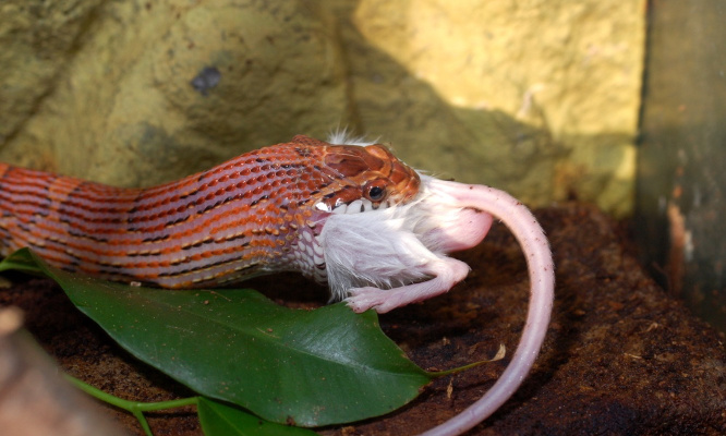 Stop aux vidéos d'animaux dévorés vivants sur les réseaux sociaux !