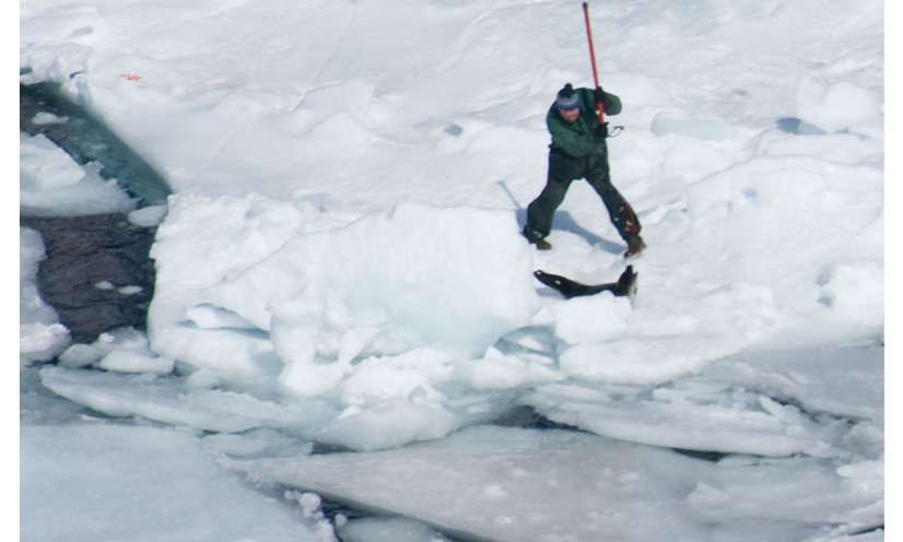 Stop à la chasse commerciale aux phoques !