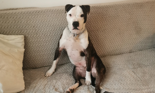 L autorisation d un parc à chiens clos pour nos loulou et la sécurité de tous