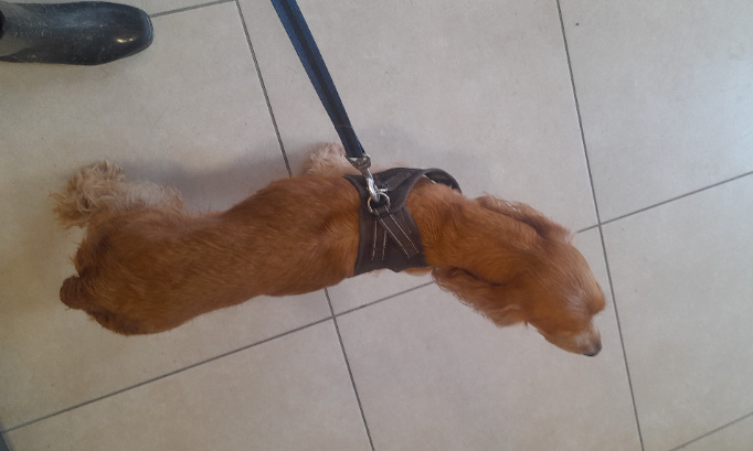 Pour que Noa soit retirée définitivement à sa propriétaire