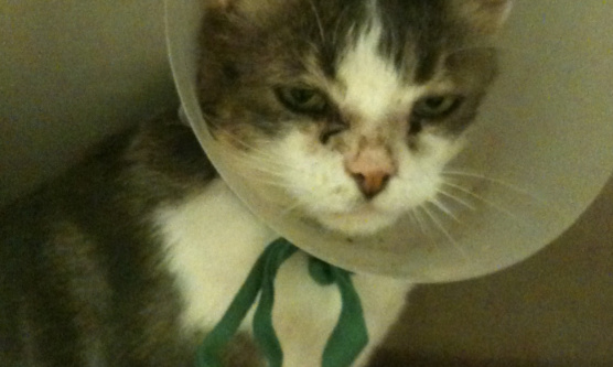 Pour la création par la SPA d'un fichier interne national des personnes qui abandonnent leurs animaux !