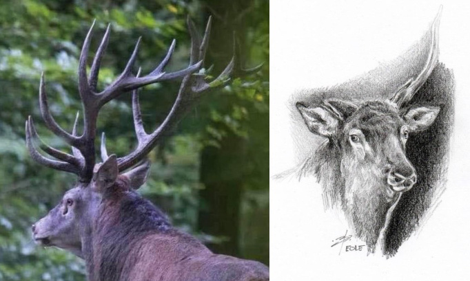 Après le massacre de la moitié des animaux de la forêt de Mormal par l'ONF, il faut suspendre la chasse pendant un an !