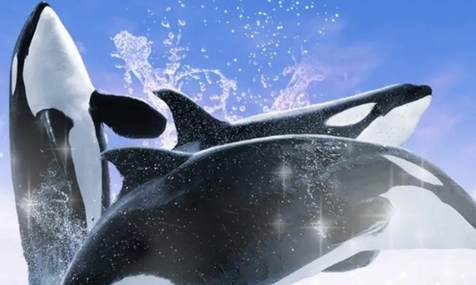 P&eacute;tition pour maintenir la reproduction des orques et des dauphins et otaries et autres c&eacute;tac&eacute;s au marineland d entibes